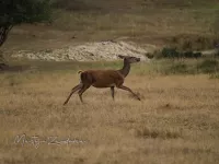 Edelhert [Cervus elaphus]